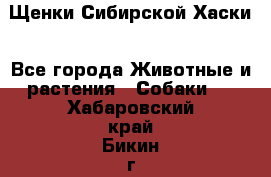 Щенки Сибирской Хаски - Все города Животные и растения » Собаки   . Хабаровский край,Бикин г.